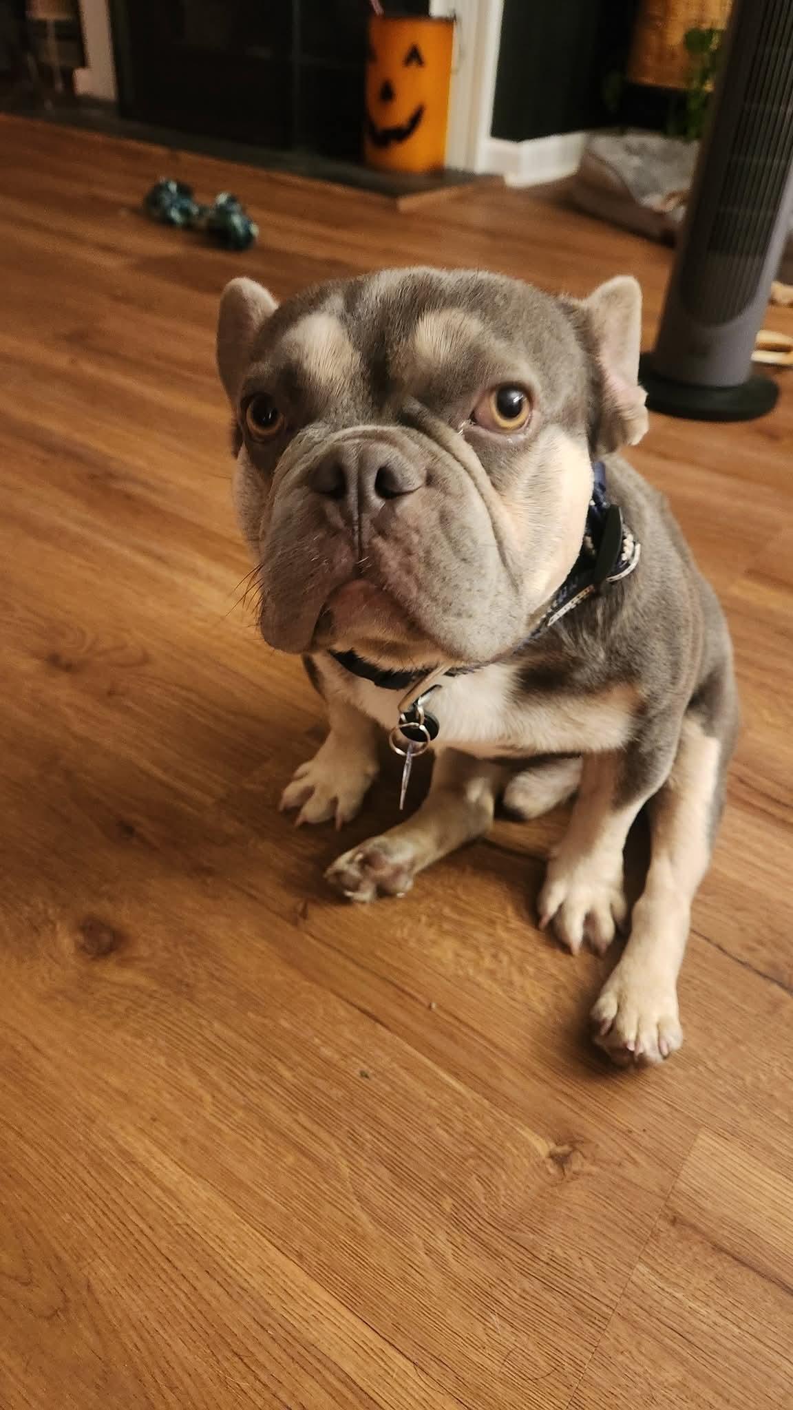 Gremmy, a Adoptable French Bulldog in St. Louis, MO image 2/3