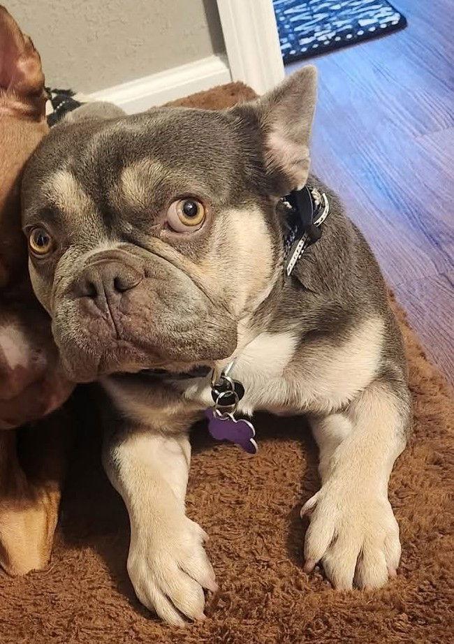 Gremmy, a Adoptable French Bulldog in St. Louis, MO image 3/3