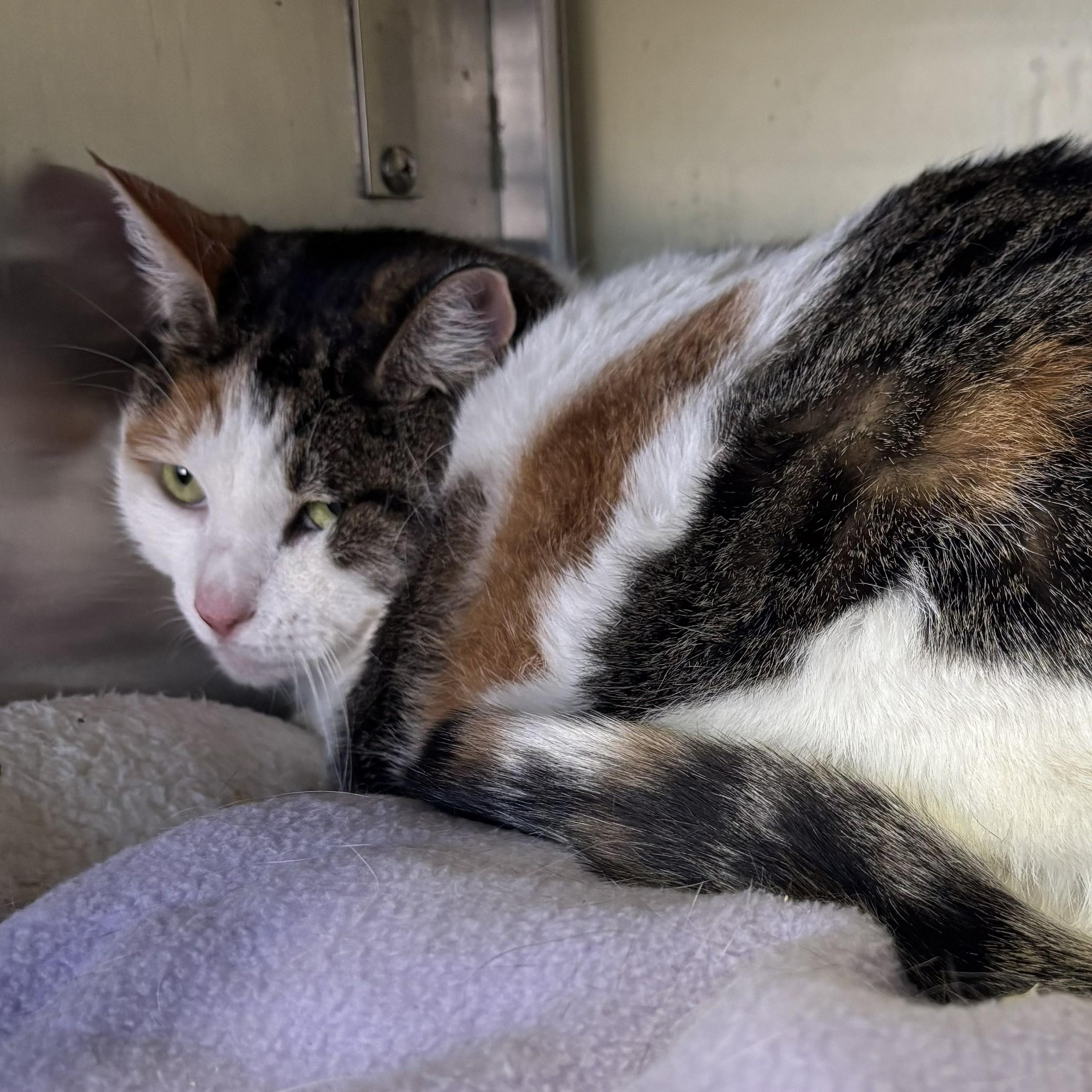 Enlarge Apple Jacks, an adopted Calico in Margate, FL image 1/1