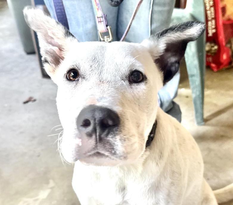 Huckleberry Jam, a Adoptable mixed breed in Woburn, MA image 1/6