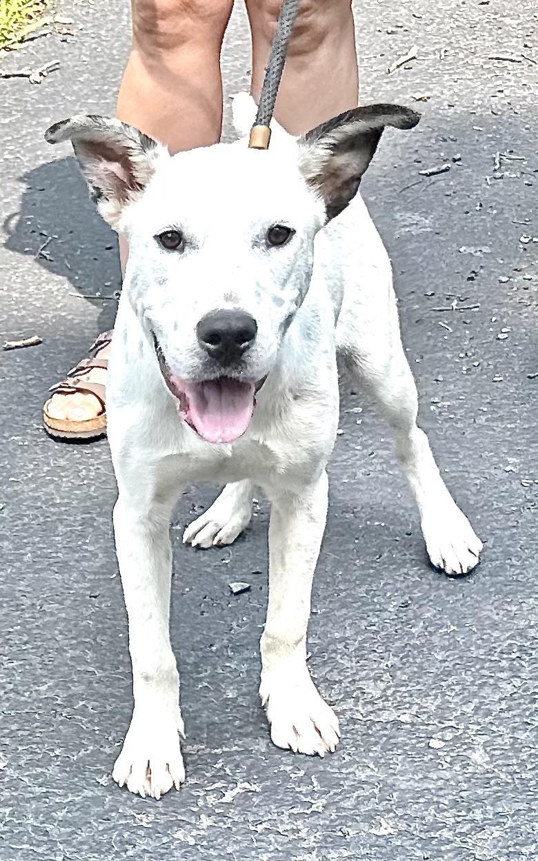Huckleberry Jam, a Adoptable mixed breed in Woburn, MA image 3/6