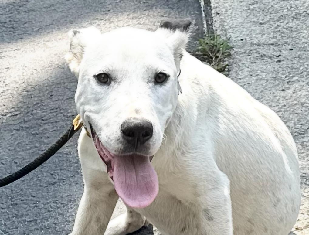 Huckleberry Jam, a Adoptable mixed breed in Woburn, MA image 6/6