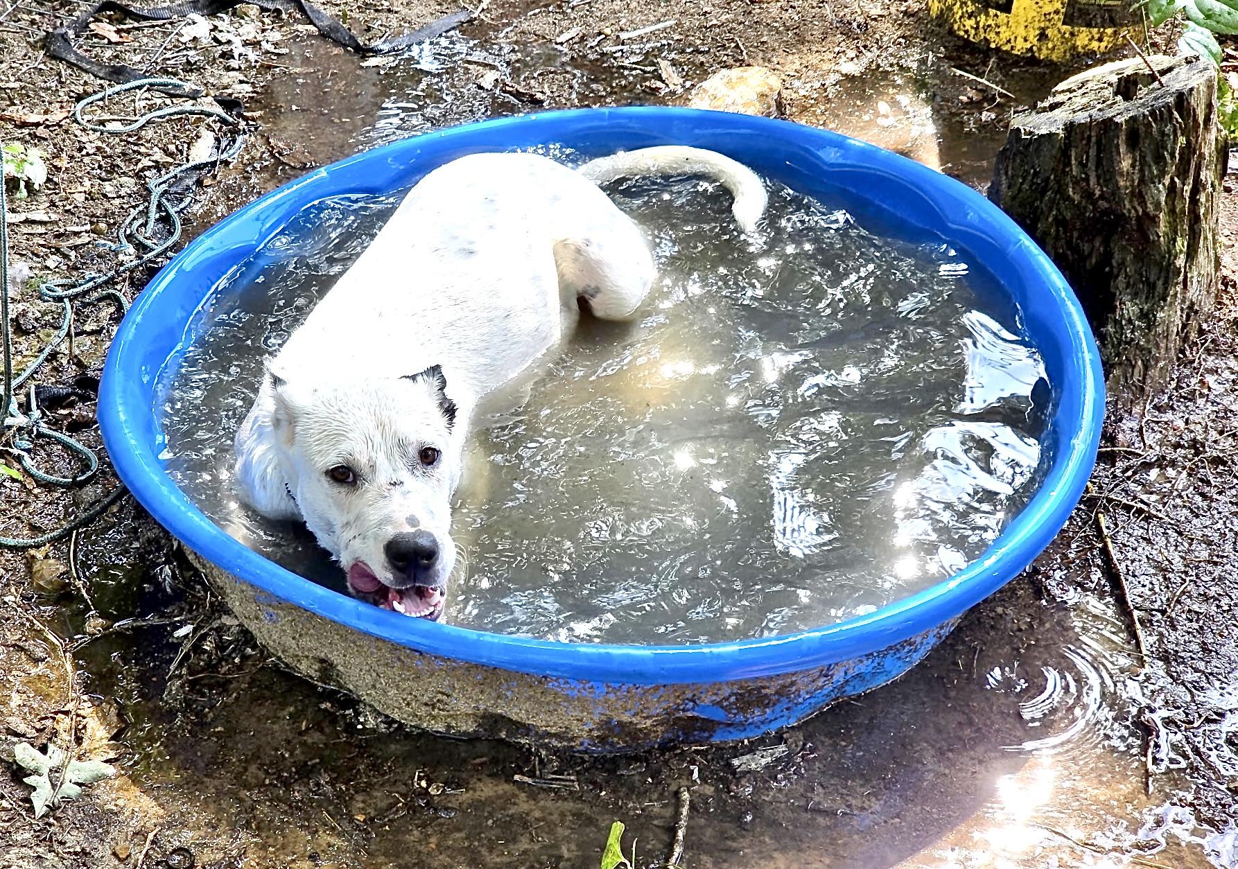 Huckleberry Jam, a Adoptable mixed breed in Woburn, MA image 5/6