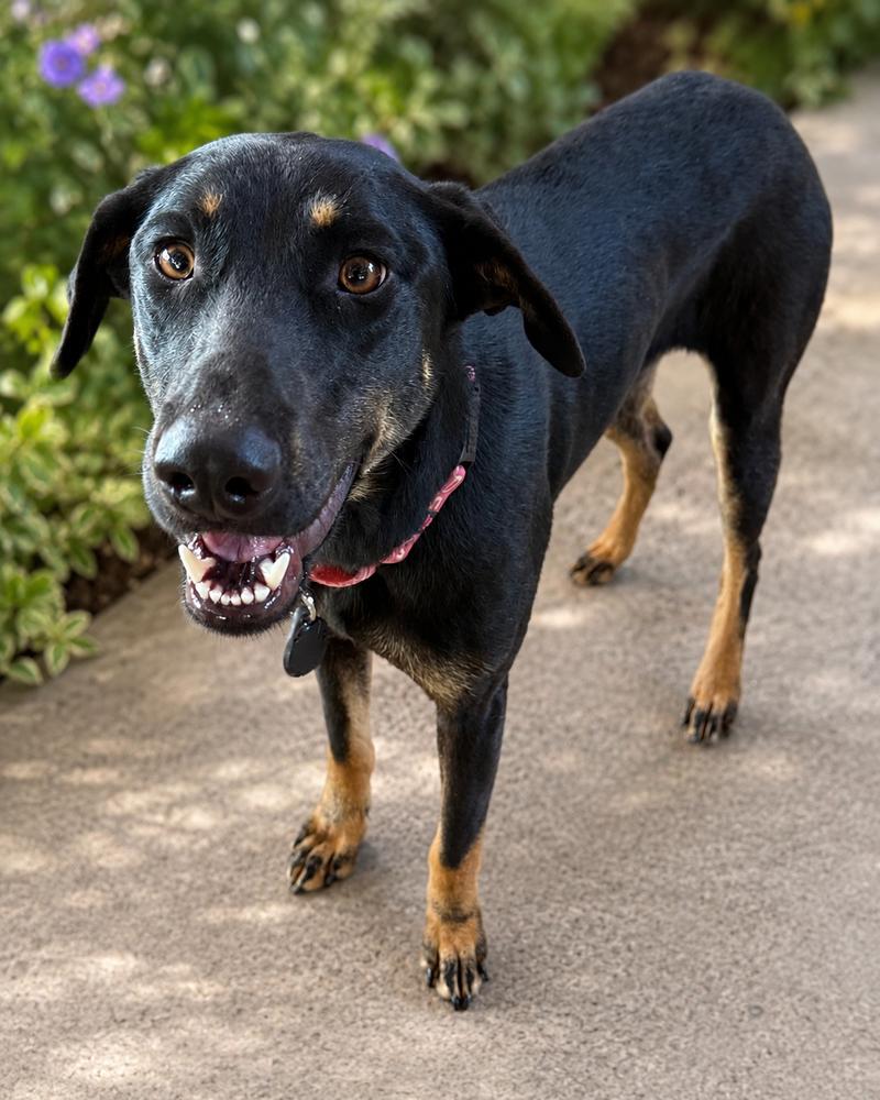 Enlarge Chelsea, a Adoptable mixed breed in Wilton, CA image 2/2