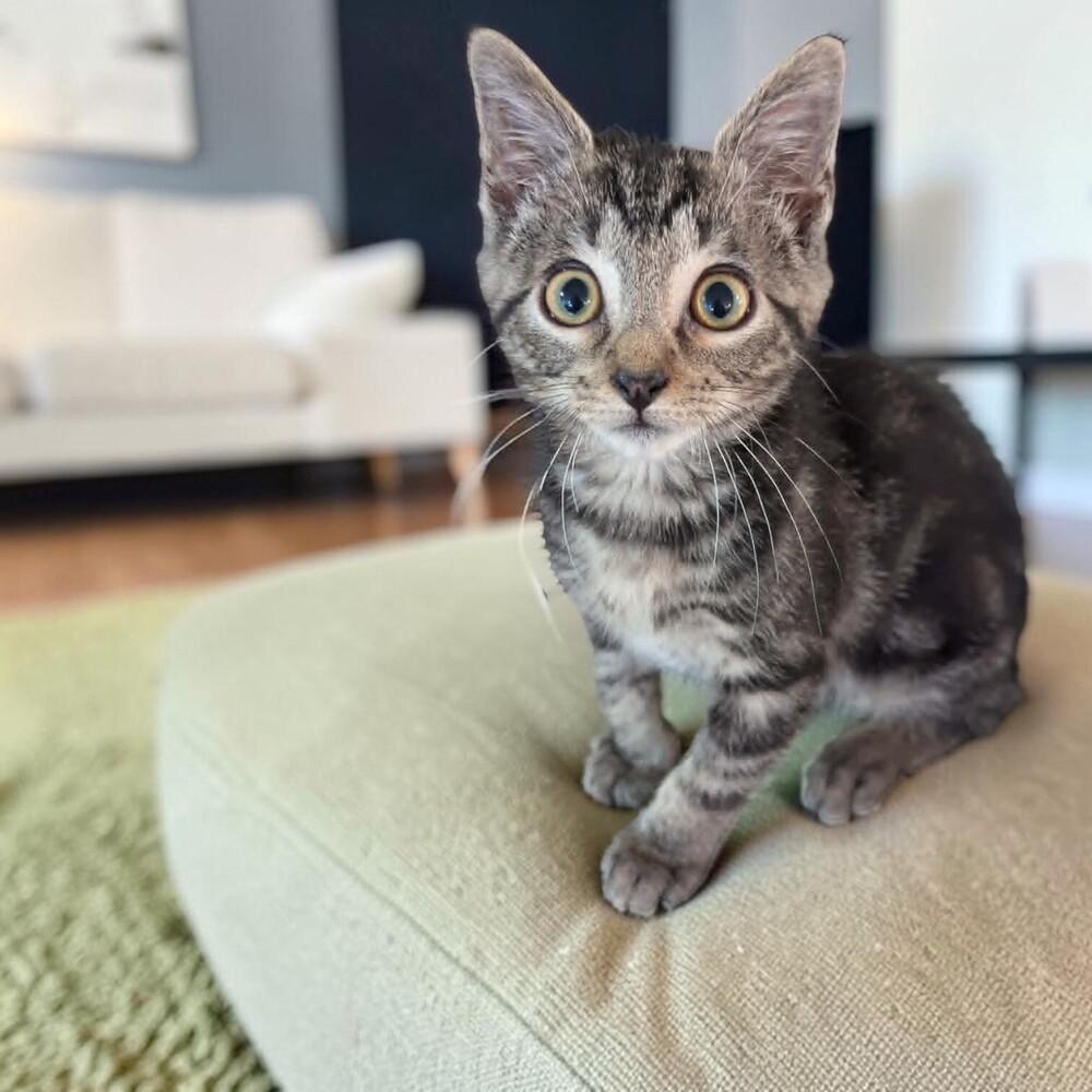 Monkey, Adoptable, Kitten Male Domestic Short Hair.