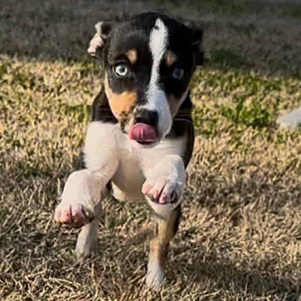 Enlarge Dixie Belle, an adopted Mixed Breed in Burlington, VT image 3/6