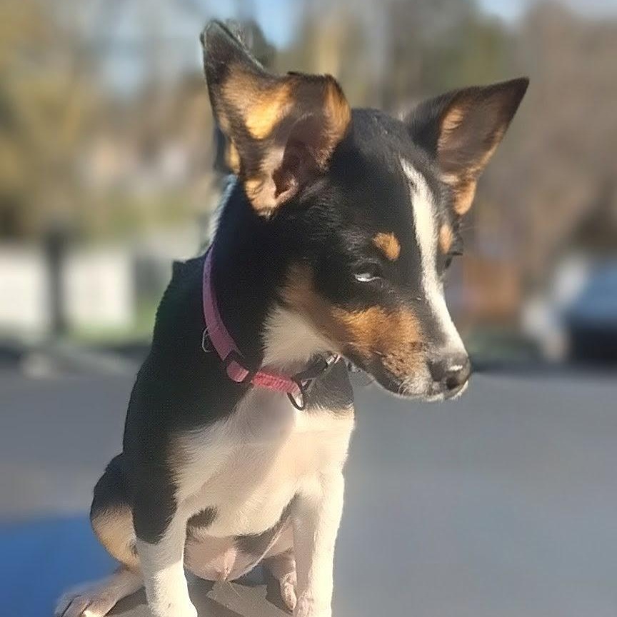 Enlarge Dixie Belle, an adopted Mixed Breed in Burlington, VT image 6/6