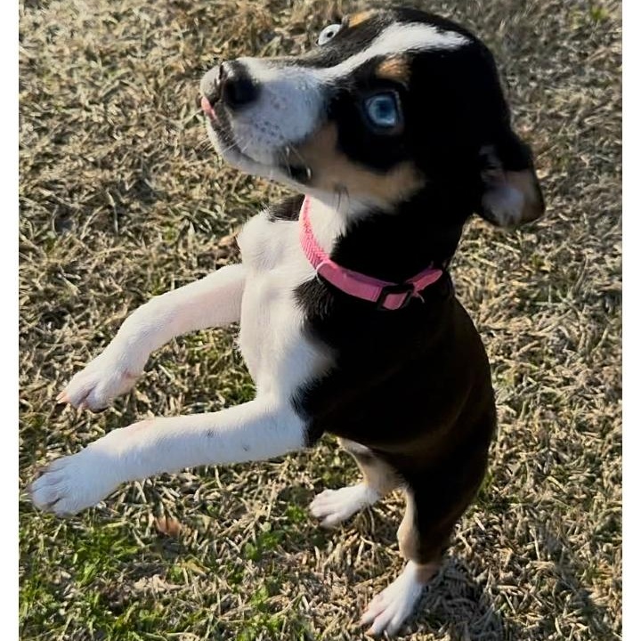 Enlarge Dixie Belle, an adopted Mixed Breed in Burlington, VT image 1/6