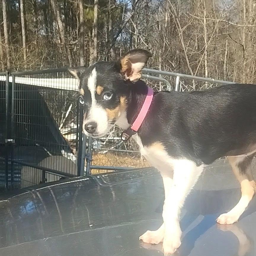 Enlarge Dixie Belle, an adopted Mixed Breed in Burlington, VT image 4/6