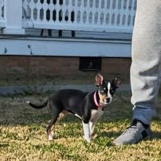 Enlarge Dixie Belle, an adopted Mixed Breed in Burlington, VT image 2/6