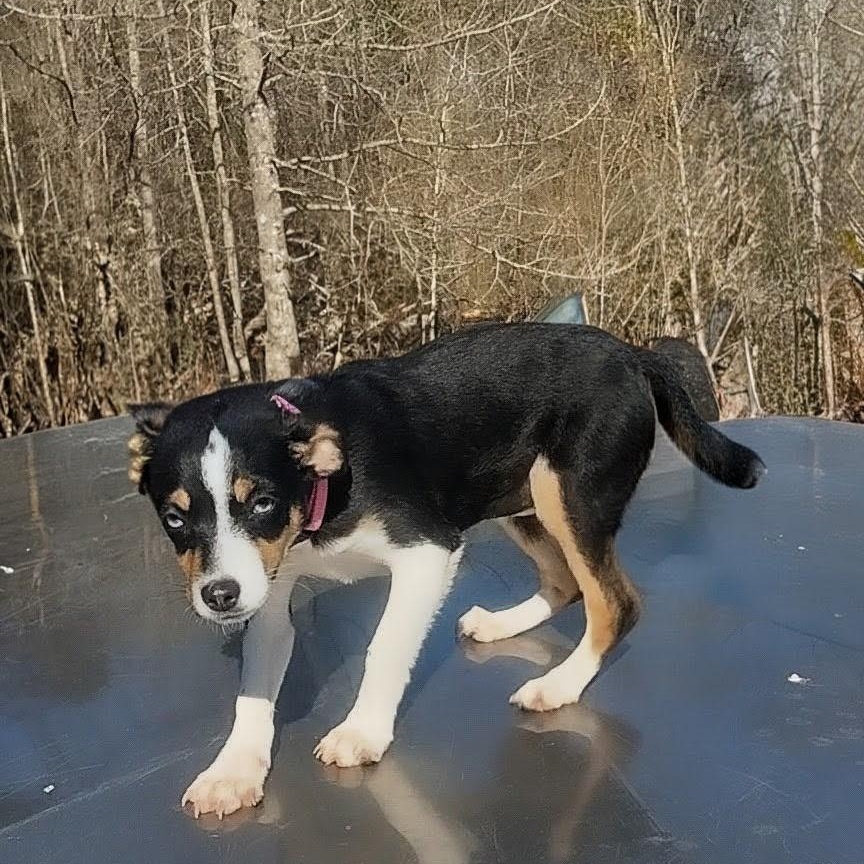 Enlarge Dixie Belle, an adopted Mixed Breed in Burlington, VT image 5/6