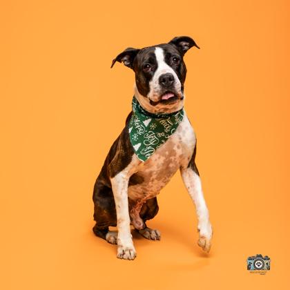Toni, Adoptable, Senior Male Boxer & Pit Bull Terrier.