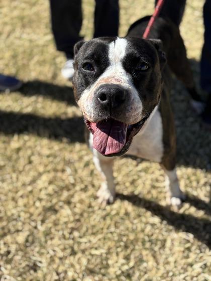 Enlarge Toni, a Adoptable mixed breed in El Paso, TX image 3/3