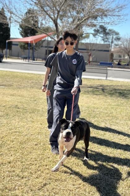 Enlarge Toni, a Adoptable mixed breed in El Paso, TX image 3/3