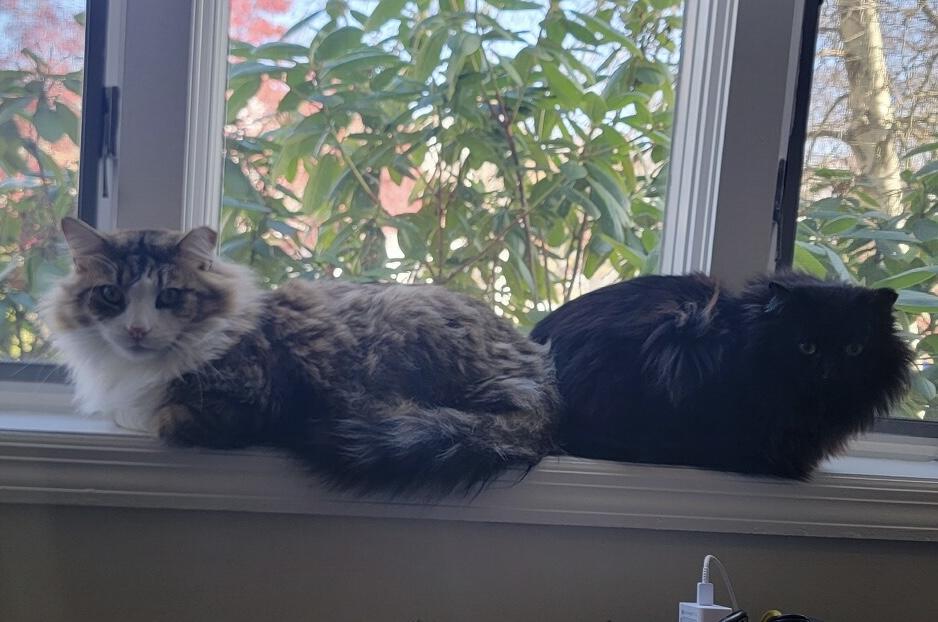 Enlarge Phantom and Tiempo, a ADOPTABLE Domestic Long Hair in New York, NY image 3/6