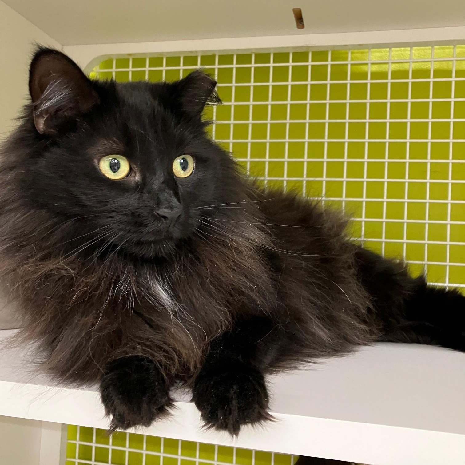 Enlarge Phantom and Tiempo, a ADOPTABLE Domestic Long Hair in New York, NY image 2/6