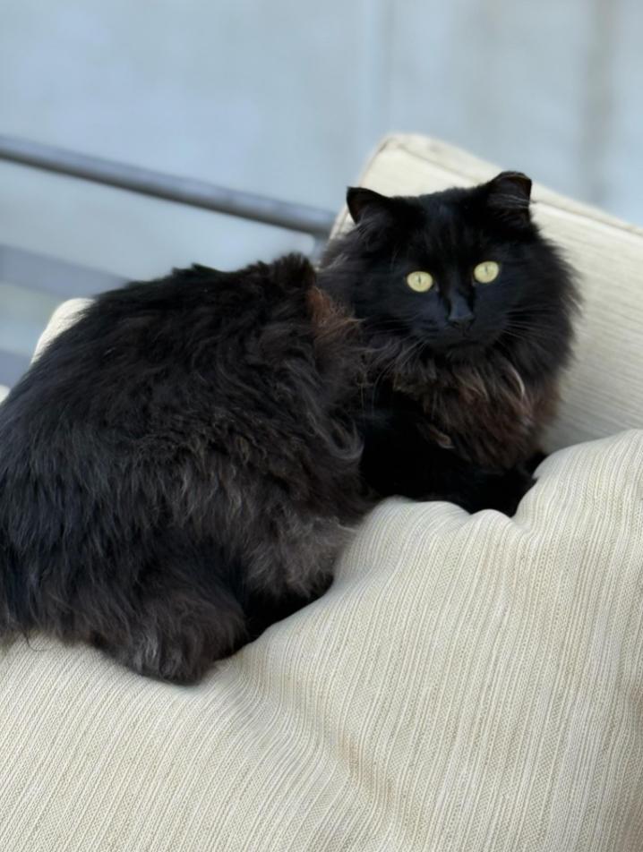 Enlarge Phantom and Tiempo, a ADOPTABLE Domestic Long Hair in New York, NY image 5/6