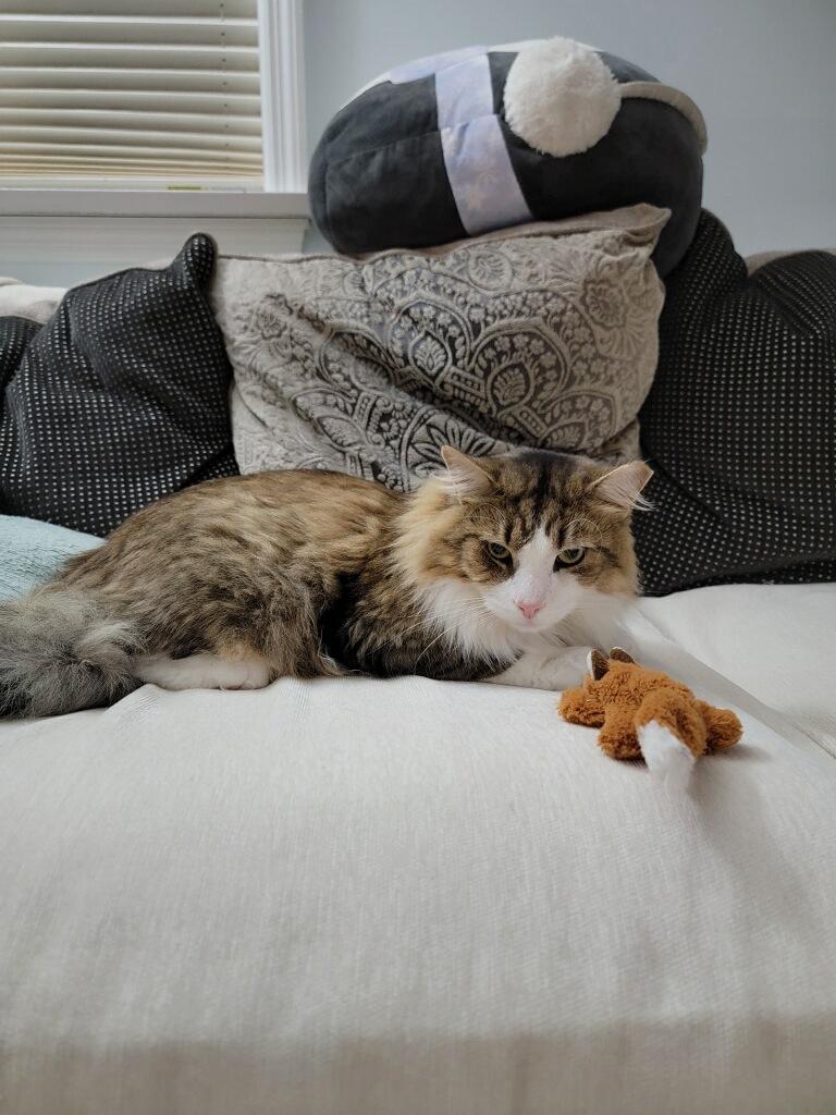 Enlarge Phantom and Tiempo, a ADOPTABLE Domestic Long Hair in New York, NY image 4/6