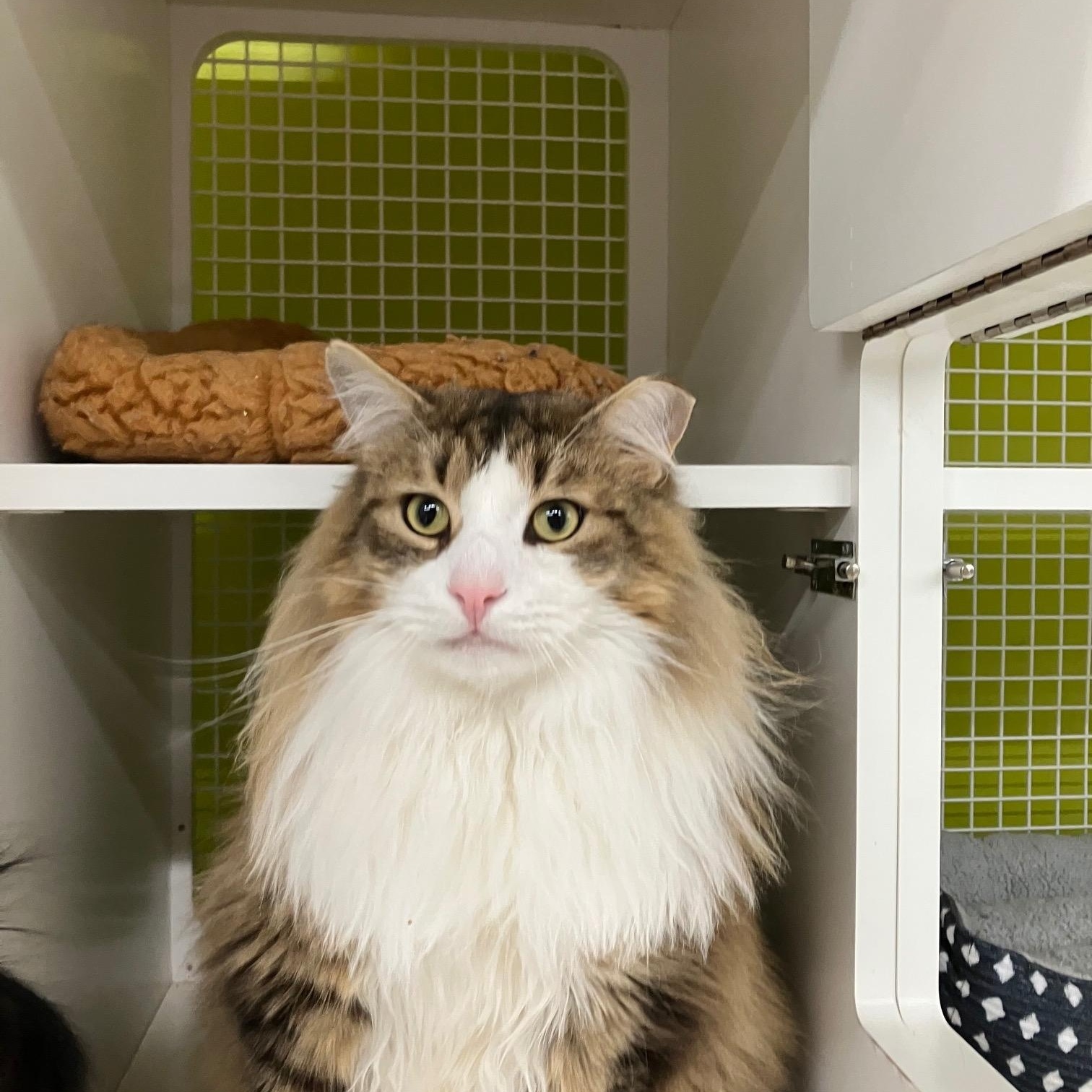 Phantom and Tiempo, ADOPTABLE, Young Male Domestic Long Hair.