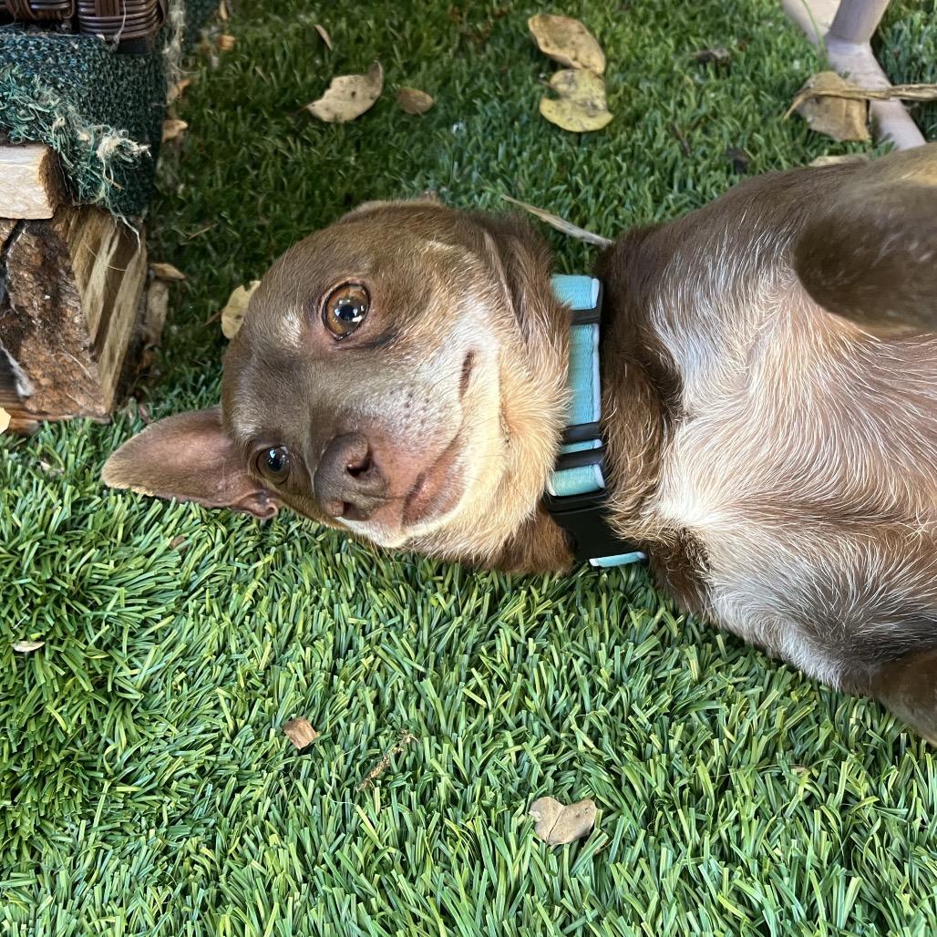 Enlarge Kermit, a Adoptable Chihuahua in Pacific Grove, CA image 1/6