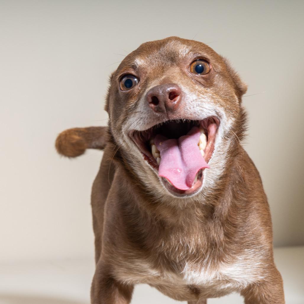 Enlarge Kermit, a Adoptable Chihuahua in Pacific Grove, CA image 3/6