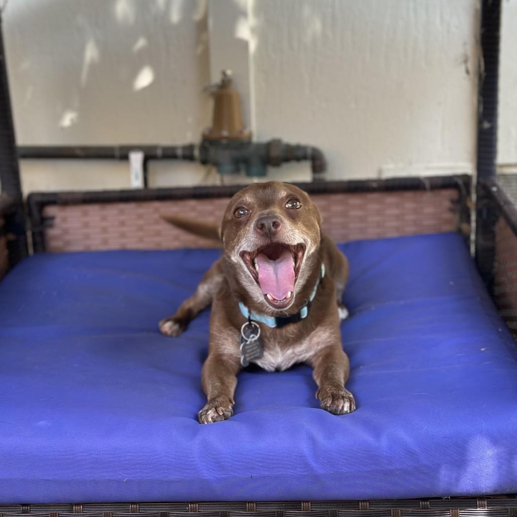 Enlarge Kermit, a Adoptable Chihuahua in Pacific Grove, CA image 4/6