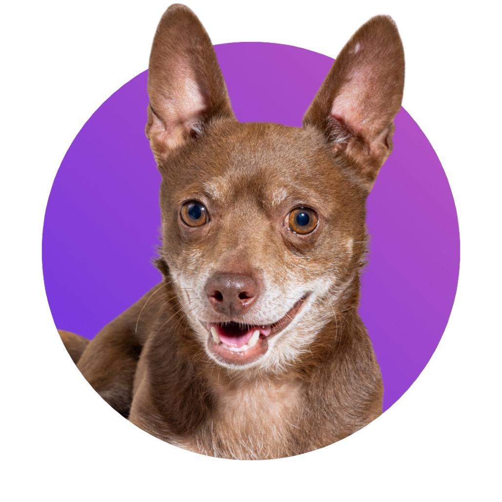 Enlarge Kermit, a Adoptable Chihuahua in Pacific Grove, CA image 5/6