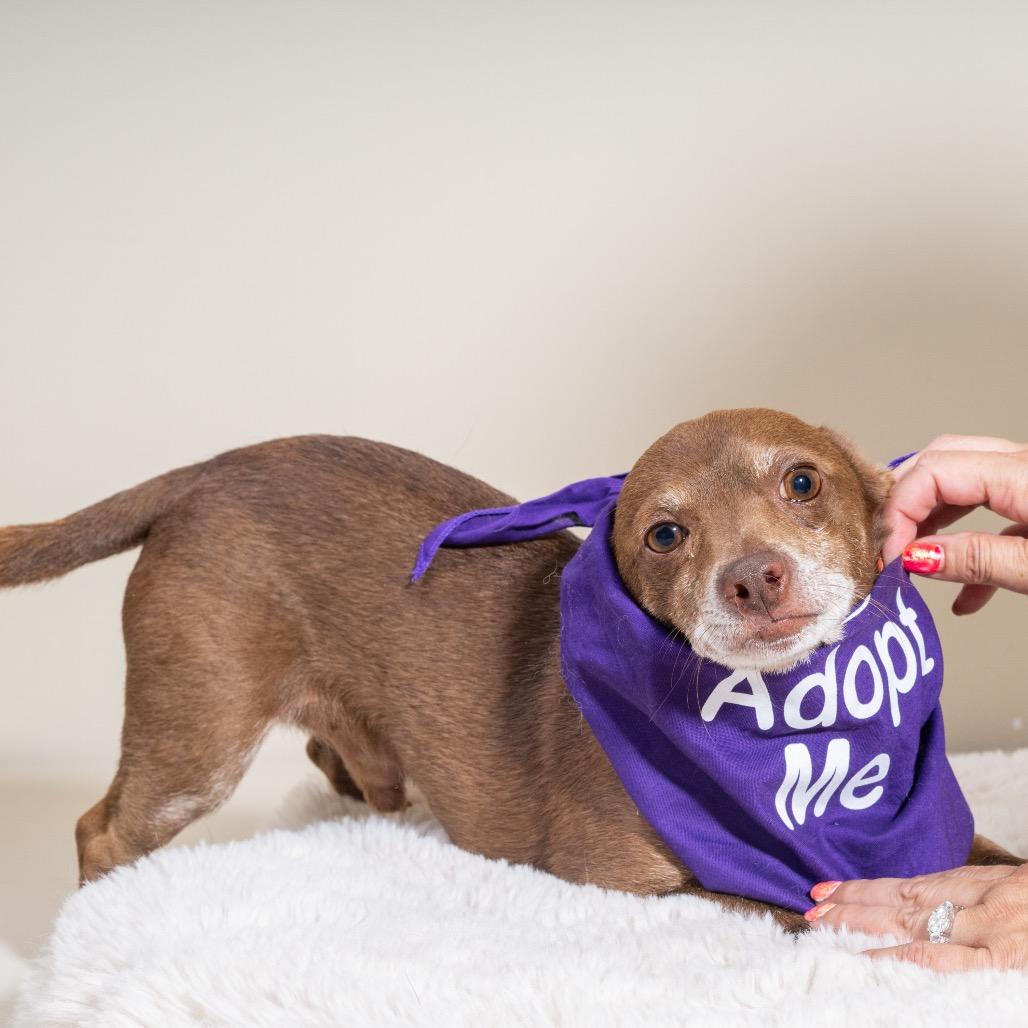 Enlarge Kermit, a Adoptable Chihuahua in Pacific Grove, CA image 6/6