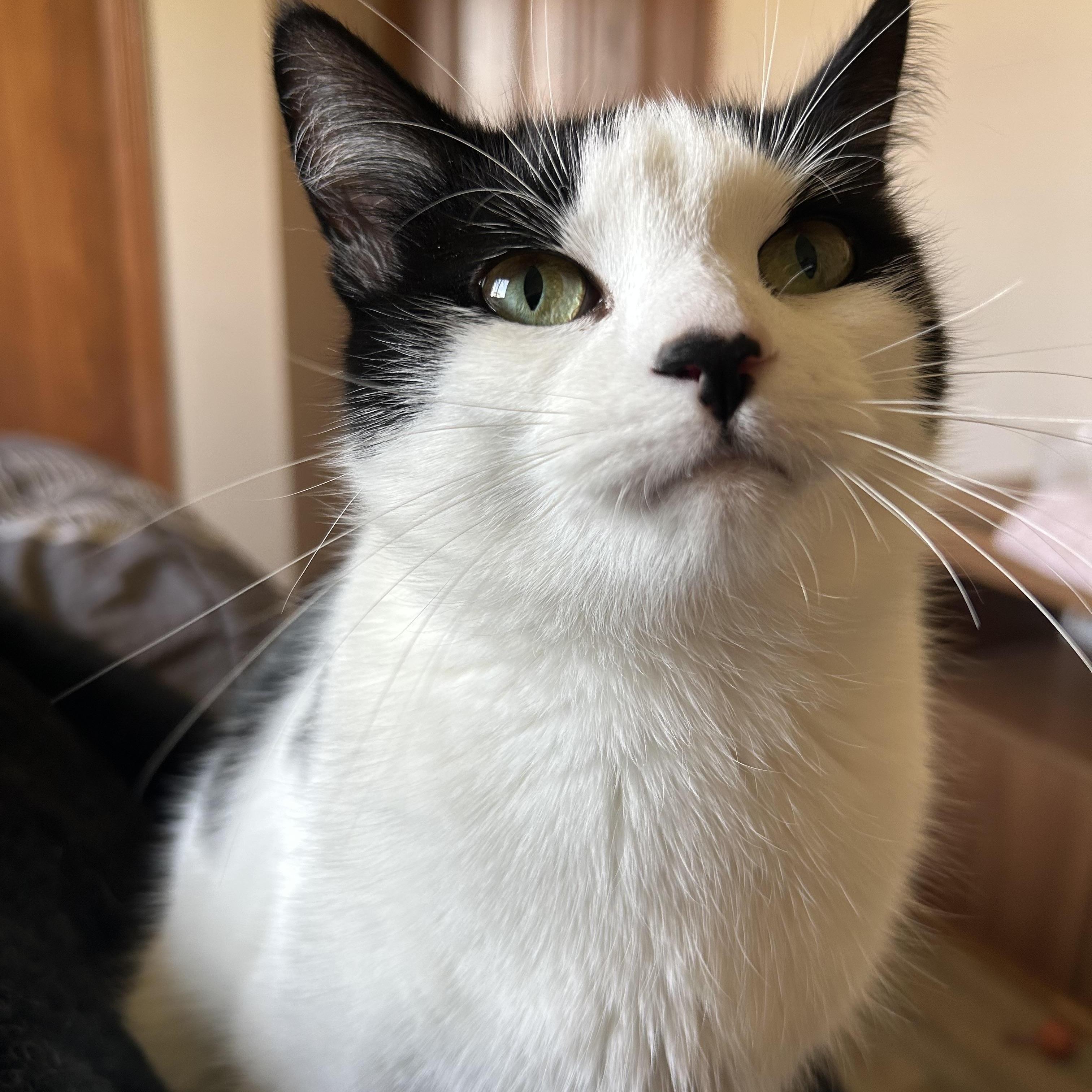 Enlarge Frannie, a Adoptable Domestic Short Hair in Rice, MN image 1/6