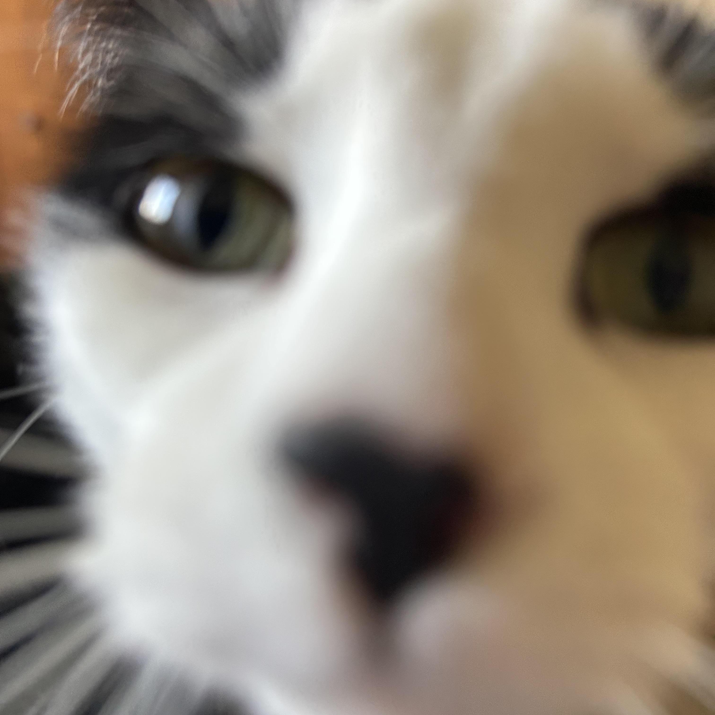 Enlarge Frannie, a Adoptable Domestic Short Hair in Rice, MN image 2/6