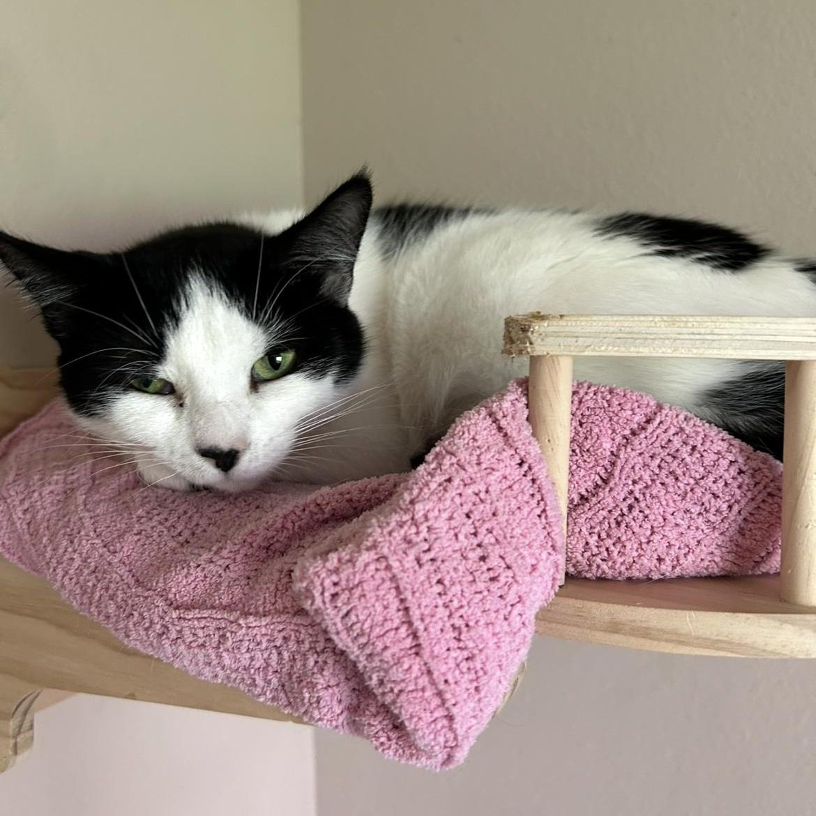 Enlarge Frannie, a Adoptable Domestic Short Hair in Rice, MN image 4/6
