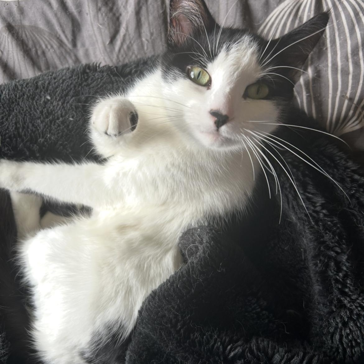 Enlarge Frannie, a Adoptable Domestic Short Hair in Rice, MN image 3/6