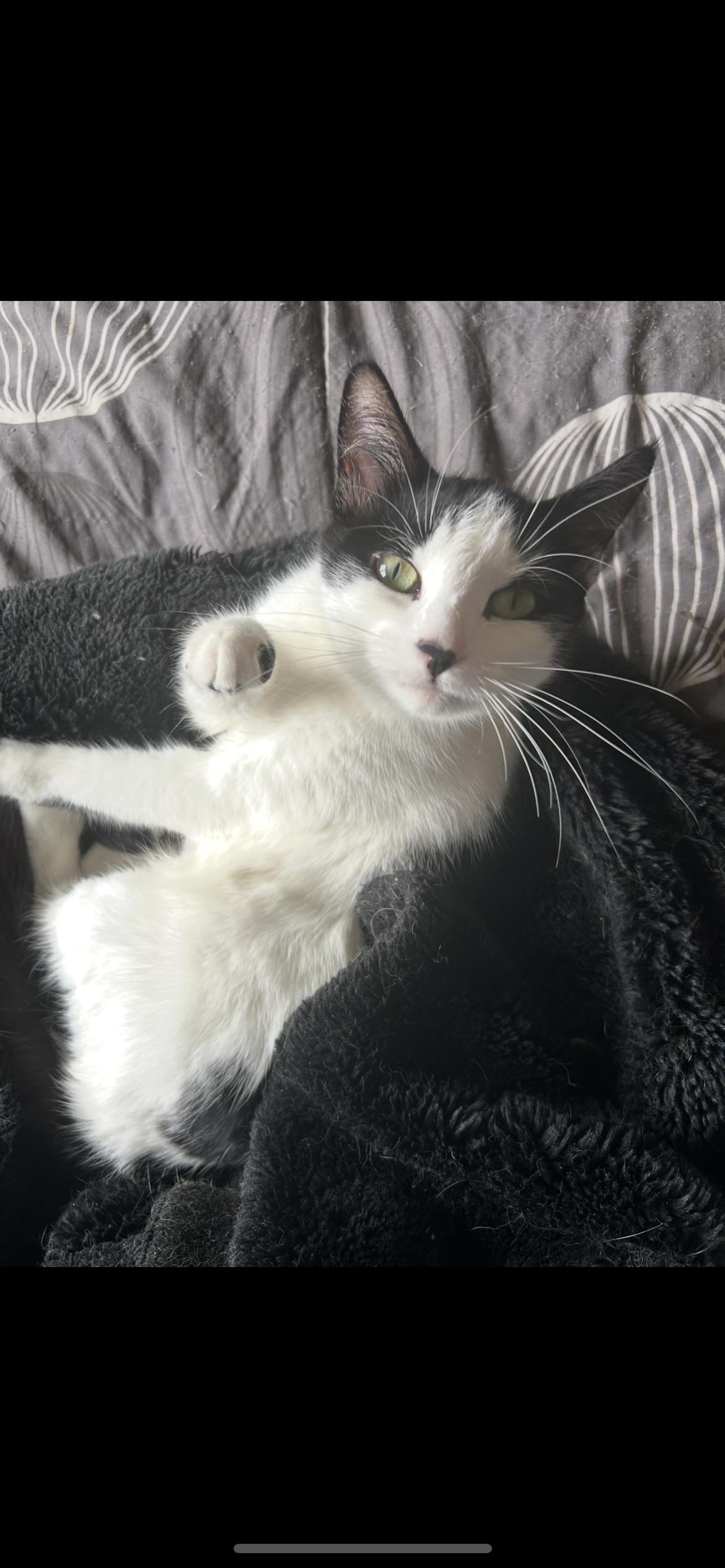 Frannie, a Adoptable Domestic Short Hair in Rice, MN image 1/6