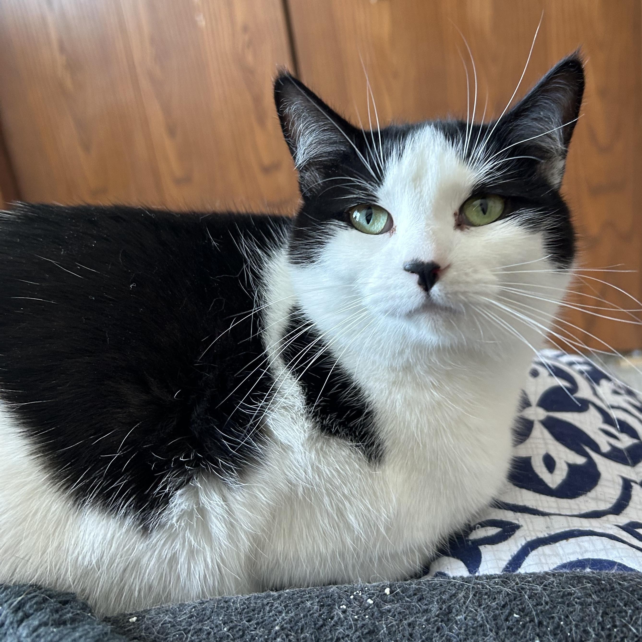 Enlarge Frannie, a Adoptable Domestic Short Hair in Rice, MN image 2/6