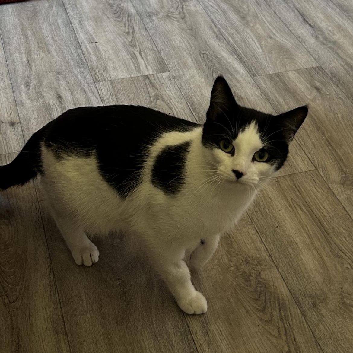 Frannie, a Adoptable Domestic Short Hair in Rice, MN image 4/6