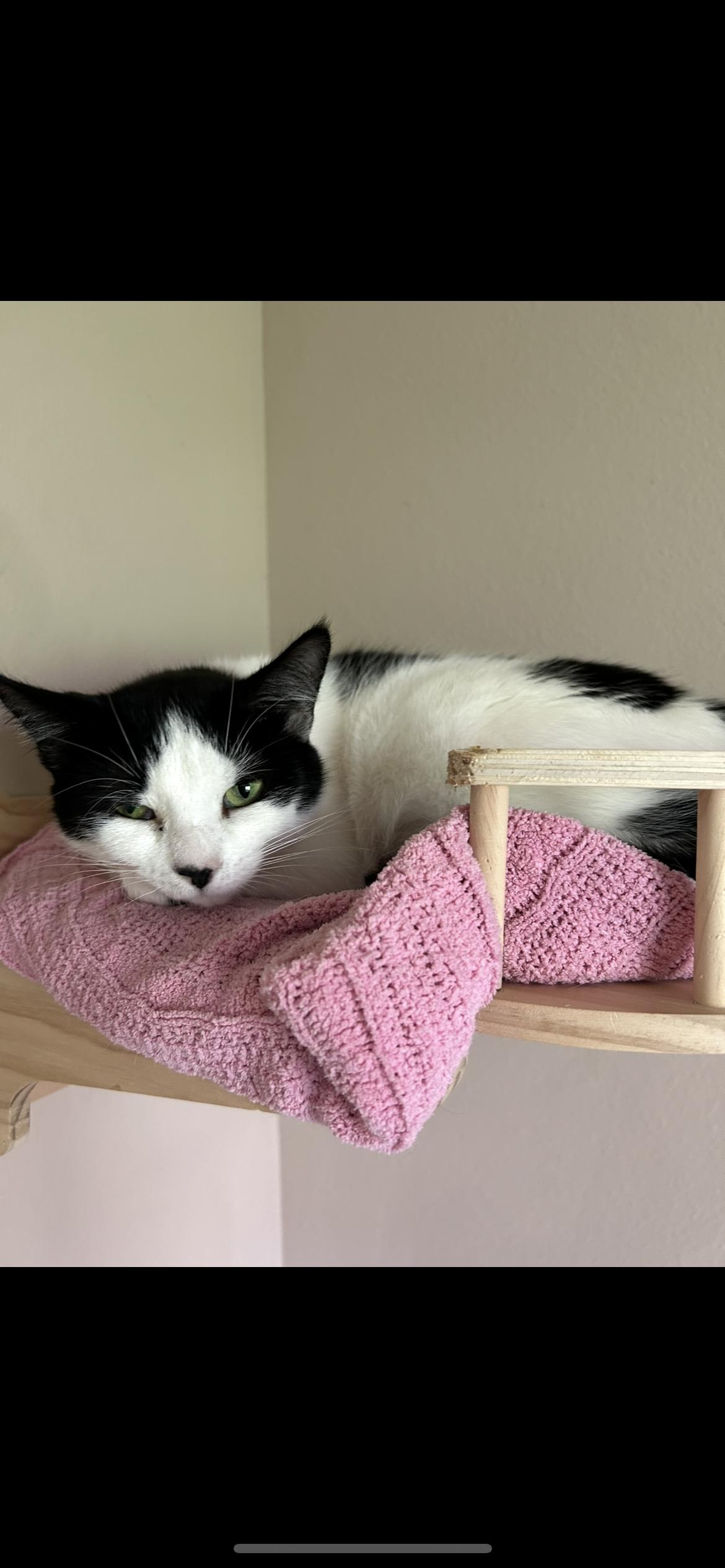 Frannie, a Adoptable Domestic Short Hair in Rice, MN image 3/6