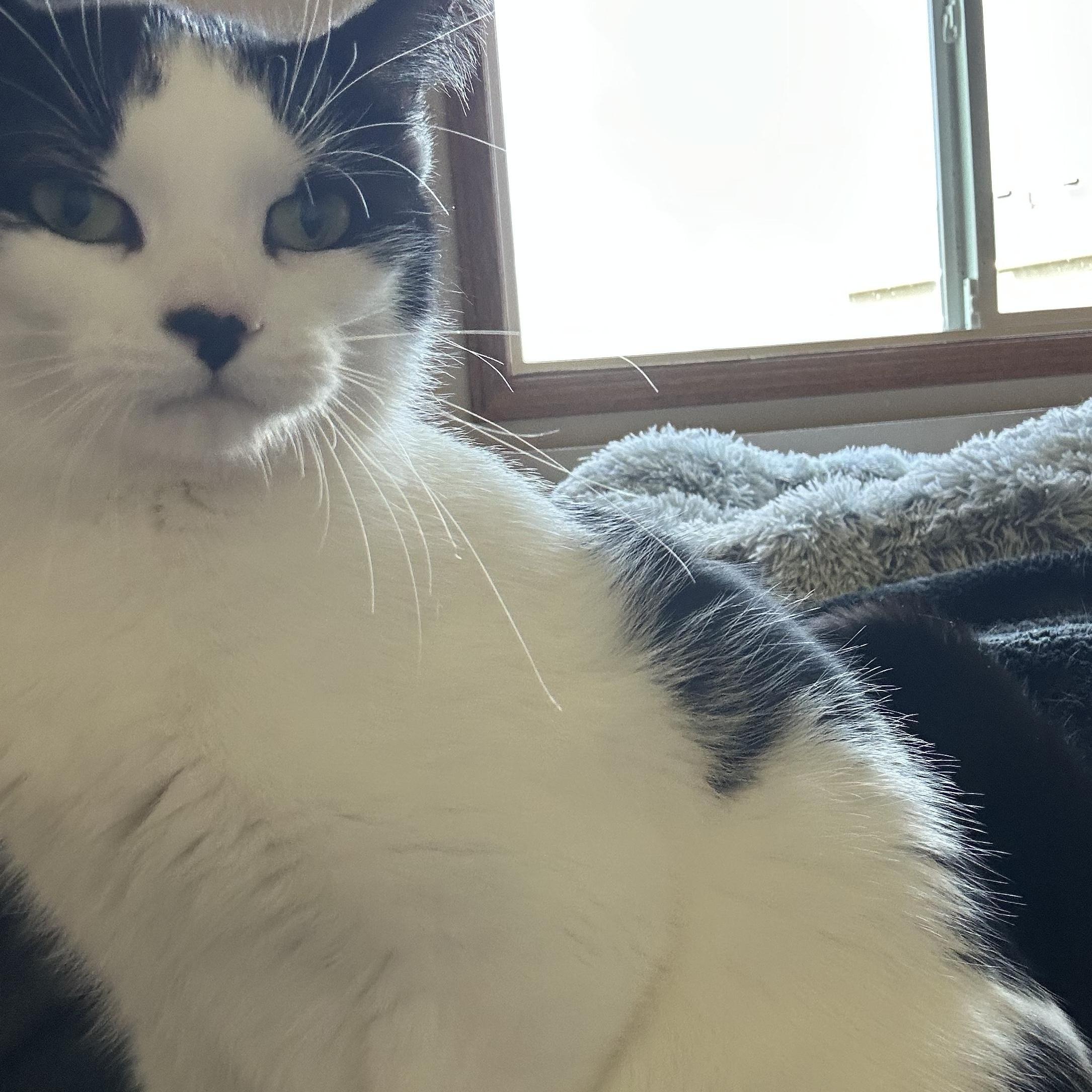 Enlarge Frannie, a Adoptable Domestic Short Hair in Rice, MN image 6/6