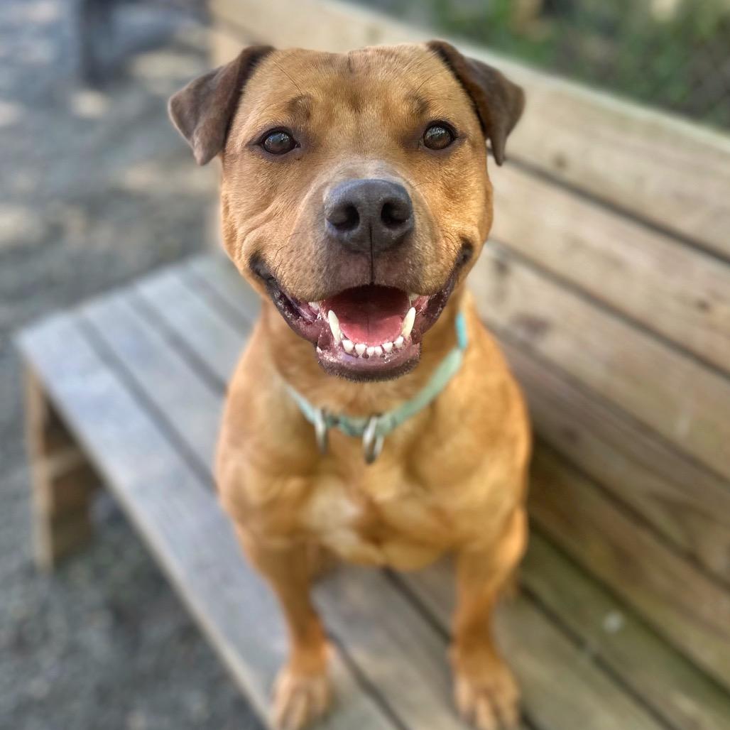 Althea, Adoptable, Young Female Mixed Breed & Pit Bull Terrier.