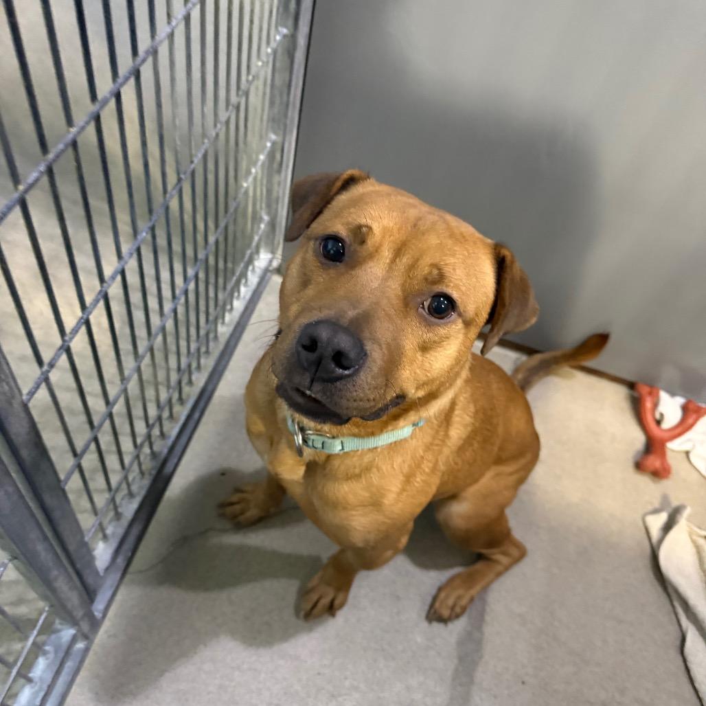 Enlarge Althea, a Adoptable mixed breed in Fredericksburg, VA image 2/5