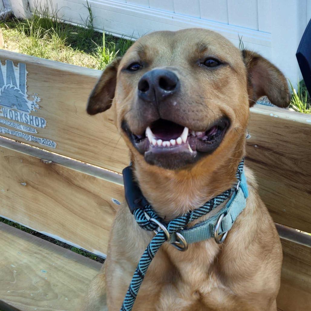 Enlarge Althea, a Adoptable mixed breed in Fredericksburg, VA image 2/6