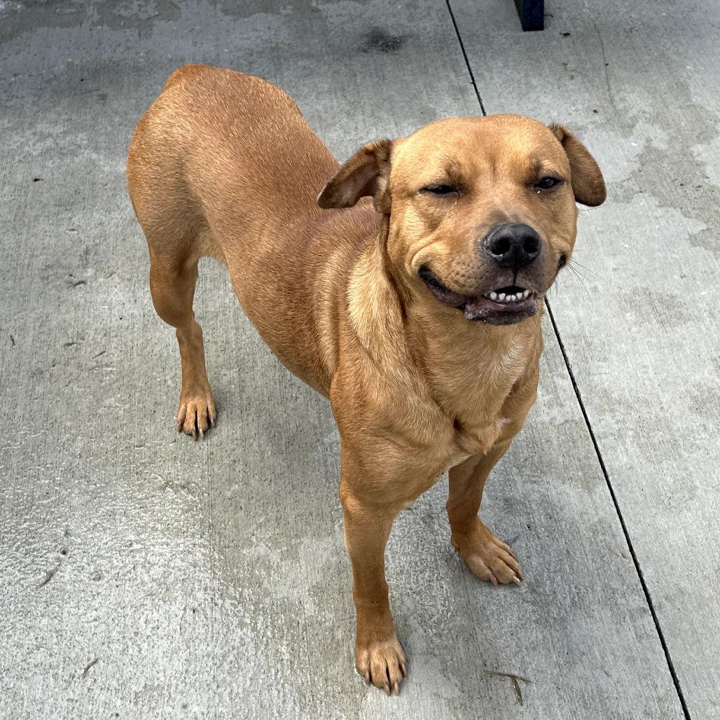 Enlarge Althea, a Adoptable mixed breed in Fredericksburg, VA image 3/5