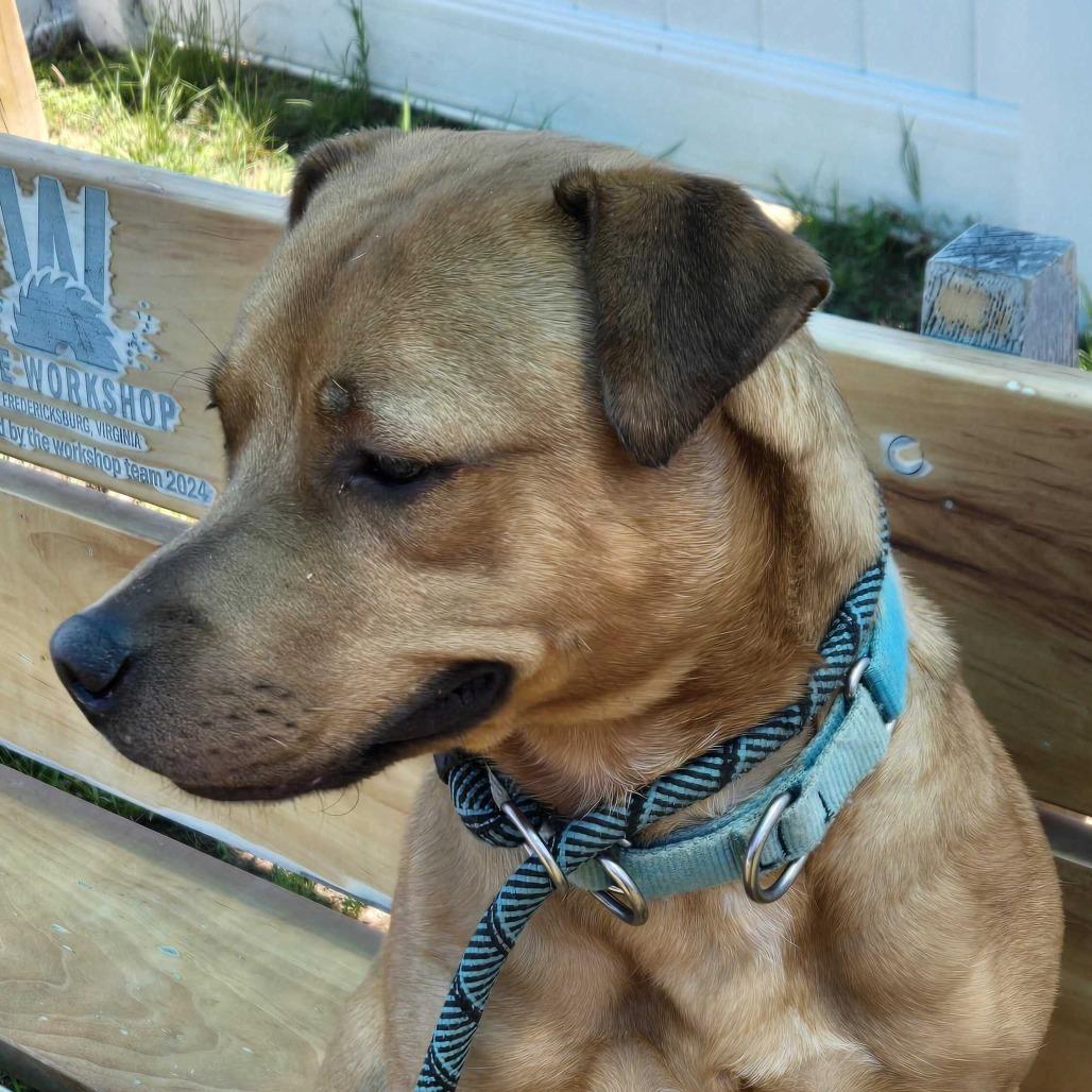 Enlarge Althea, a Adoptable mixed breed in Fredericksburg, VA image 4/6