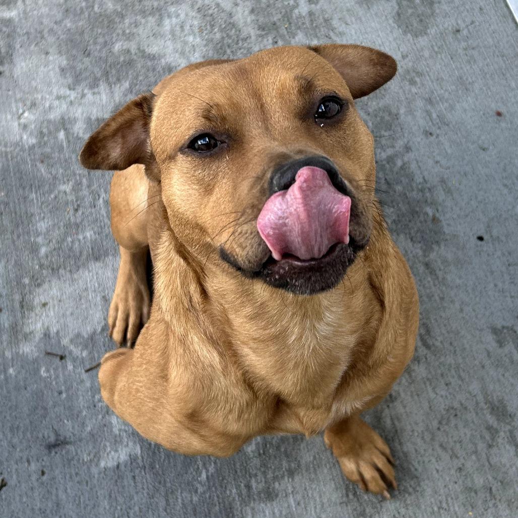 Enlarge Althea, a Adoptable mixed breed in Fredericksburg, VA image 4/5