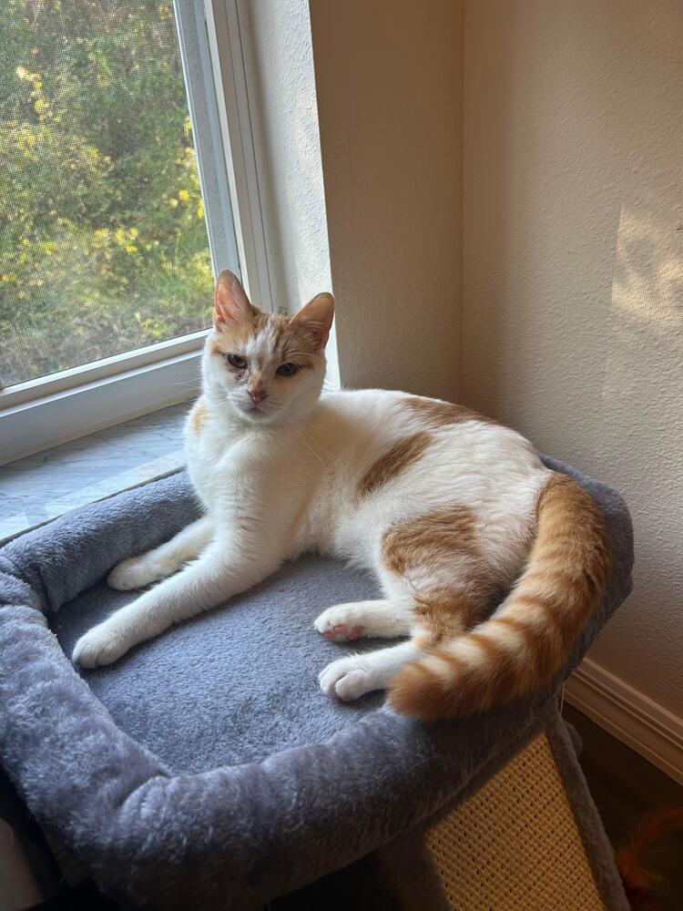 Enlarge Toebeans, a Adoptable Domestic Short Hair in Orlando, FL image 2/2