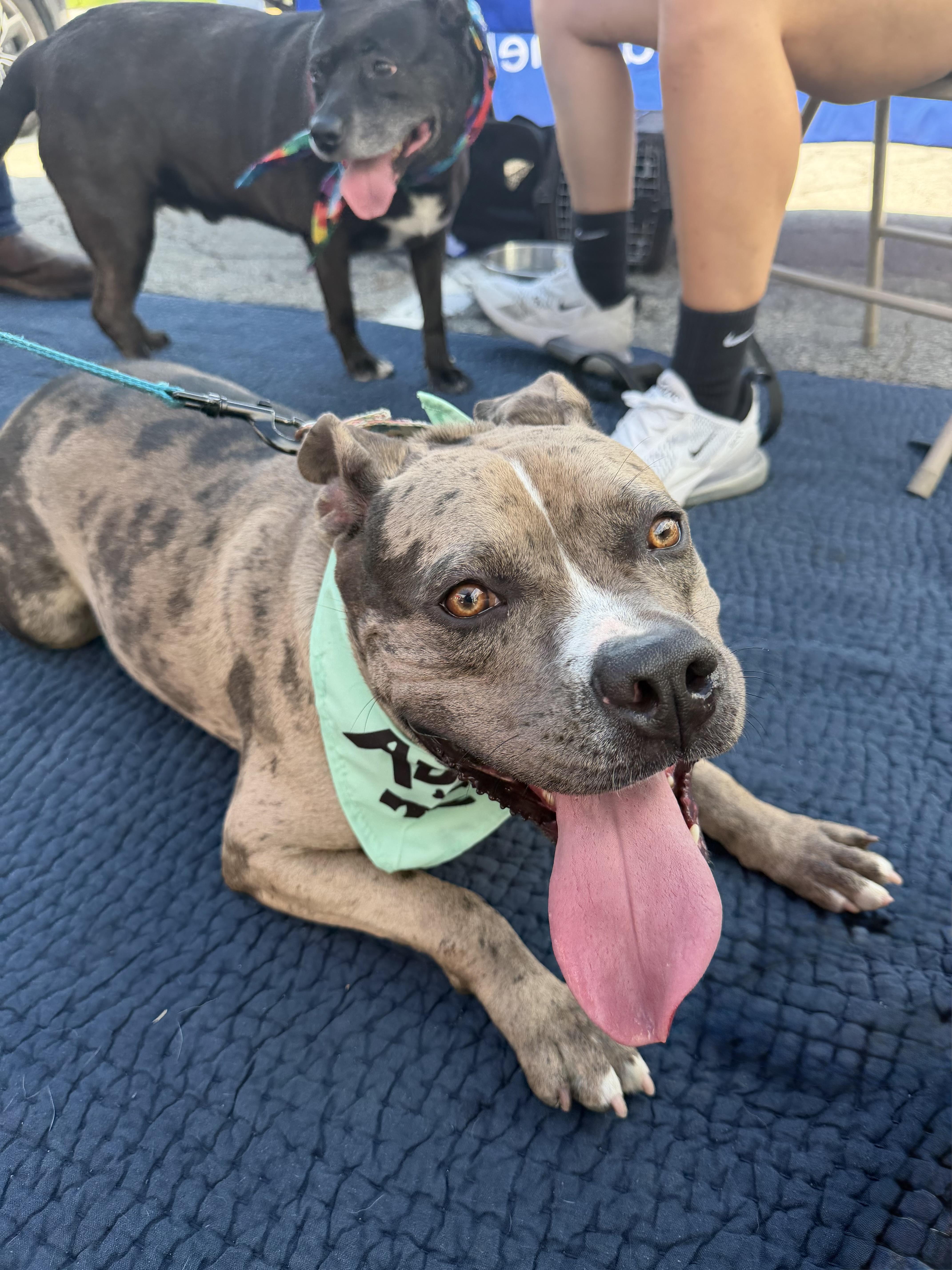 Turner, a ADOPTABLE Pit Bull Terrier in Monroeville, PA image 3/5