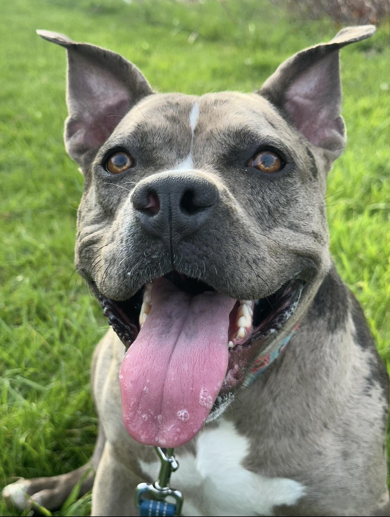 Turner, a ADOPTABLE Pit Bull Terrier in Monroeville, PA image 5/5