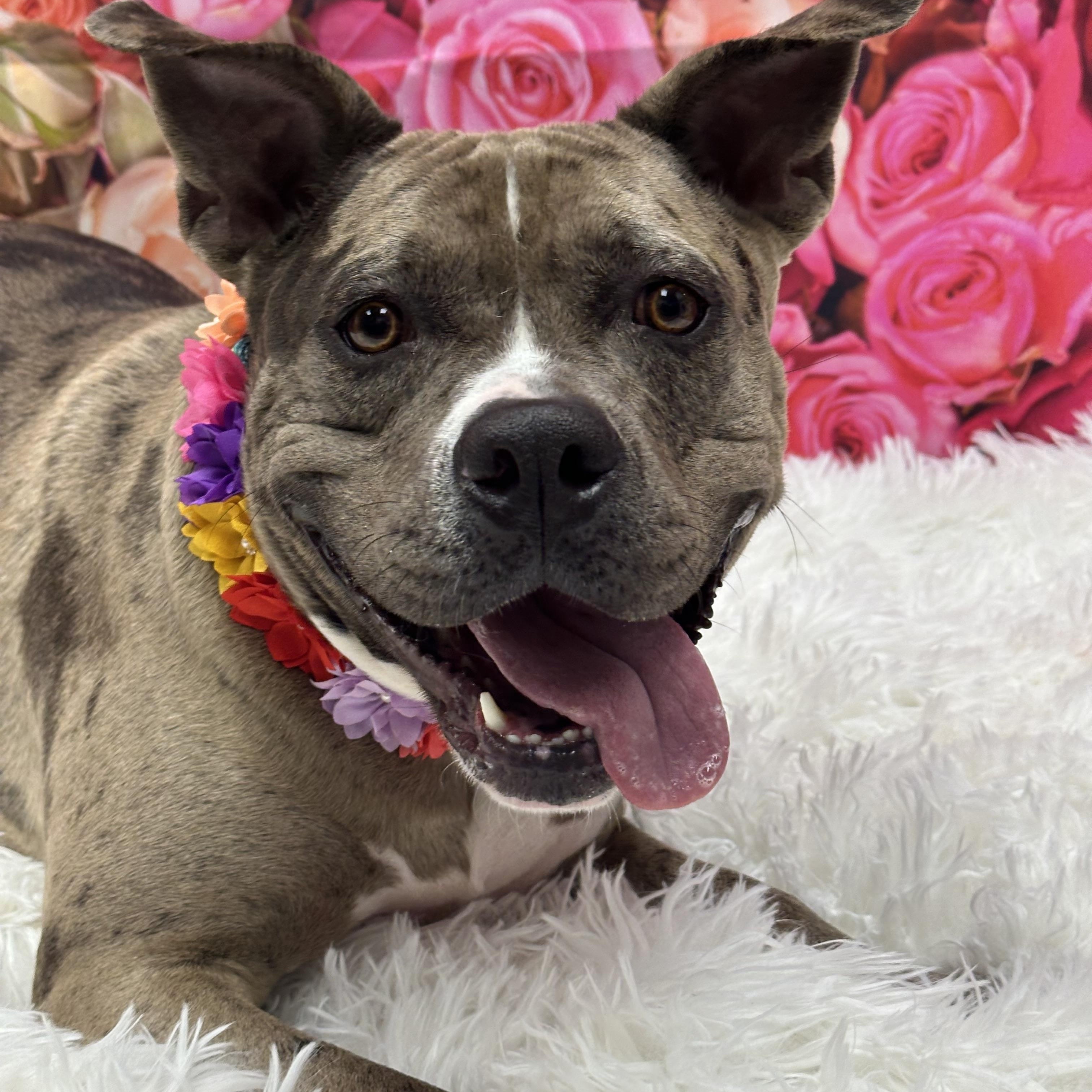 Turner, ADOPTABLE, Adult Female Pit Bull Terrier.