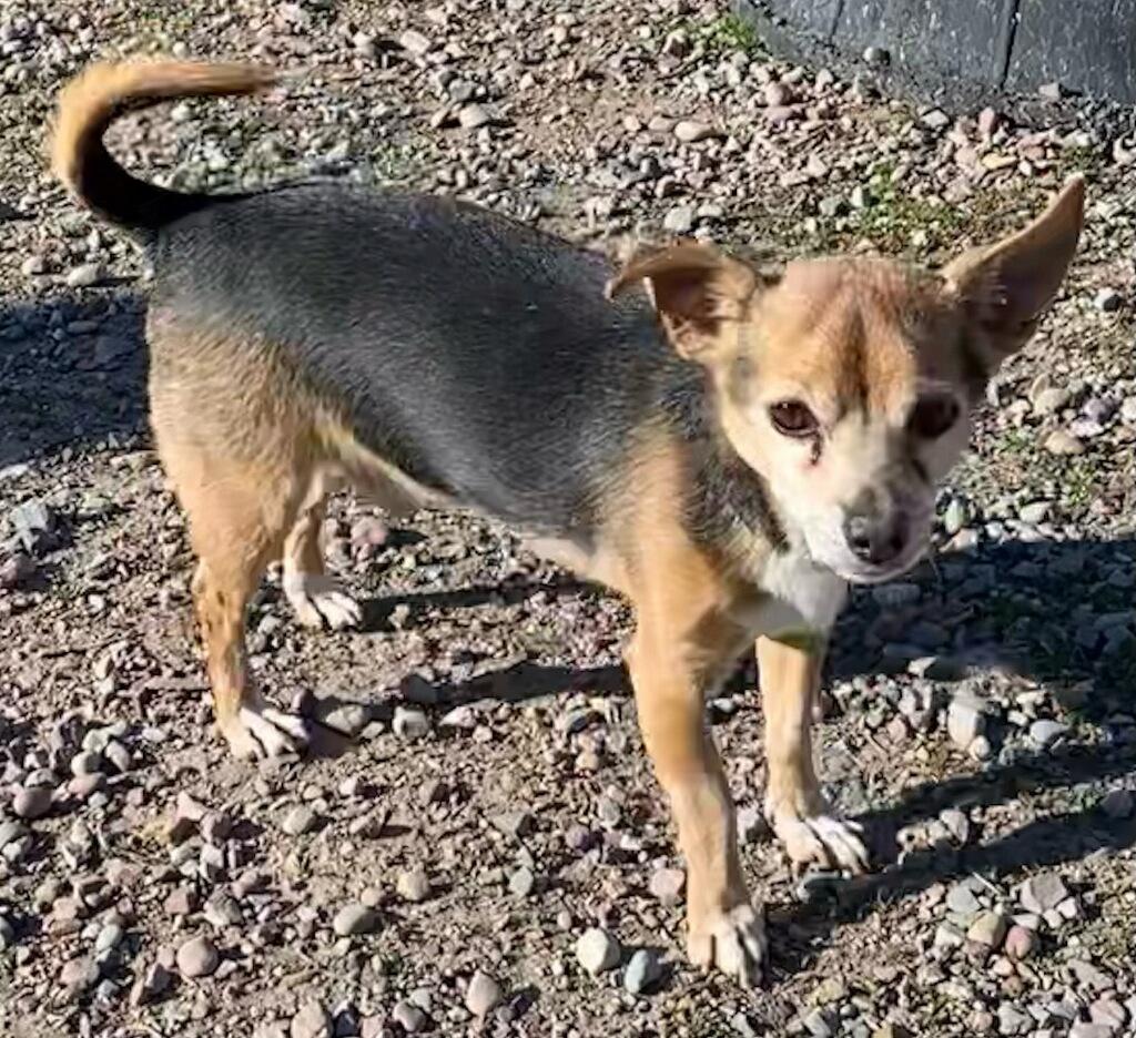 Baxter, a ADOPTABLE mixed breed in Polson, MT image 2/2