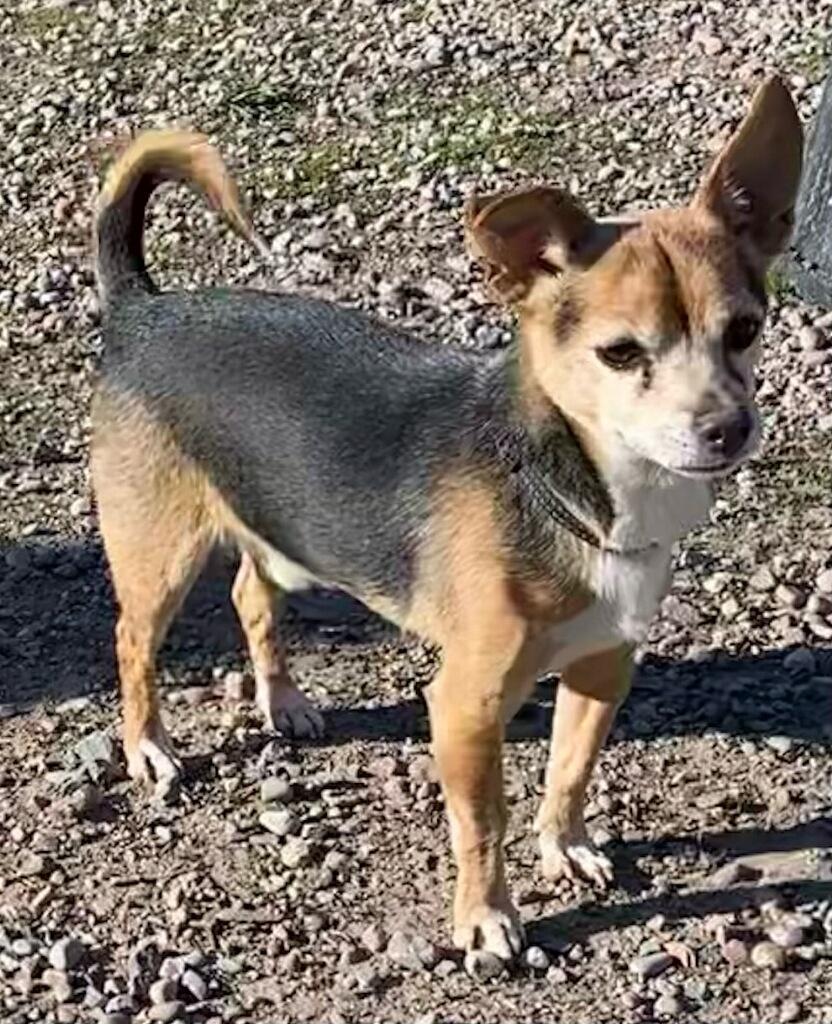Baxter, a ADOPTABLE mixed breed in Polson, MT image 1/2