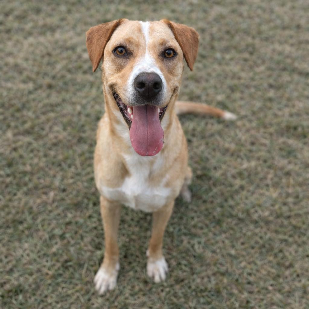 Enlarge Strudel, a Adoptable mixed breed in Brownsboro, AL image 1/4